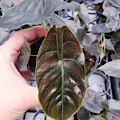 4" Alocasia Red Mambo